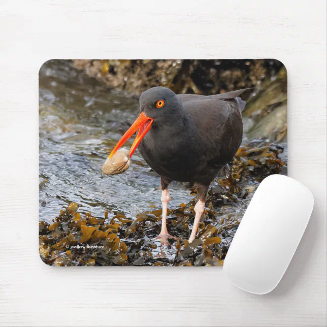 Black Oystercatcher Shorebird Fishing at the Beach Mouse Pad