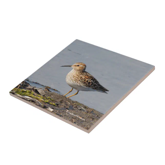 Least Sandpiper at Low Tide Ceramic Tile