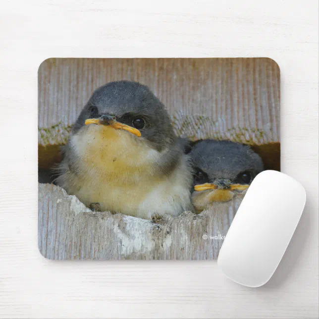 Cute Baby Tree Swallows Looking at the Big World Mouse Pad