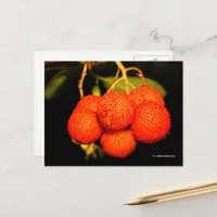 Ripened Unedo Arbutus Strawberry Tree Fruit Postcard