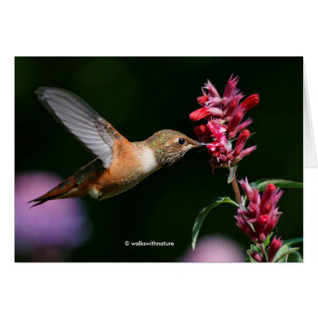 Rufous Hummingbird Feeding on the Anise Hyssop