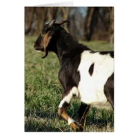 Kalvin the Goat All Occasions Greeting Card