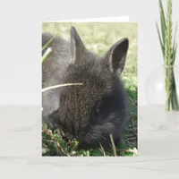 Baby Bunny Card