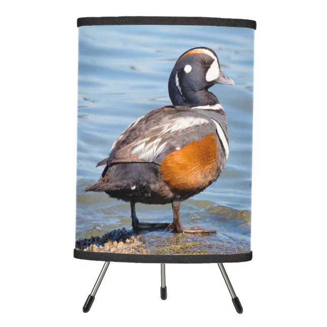 Beautiful Harlequin Duck on the Rock Tripod Lamp