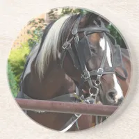 Bay Pinto Amish Buggy Horse Drink Coaster