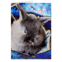 Lionhead Baby Bunny