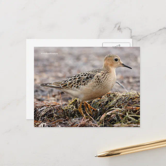 Beautiful Buff-Breasted Sandpiper at the Beach Postcard