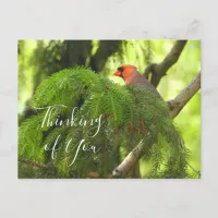 Thinking of You Cardinal on Pine Tree Branch Postcard