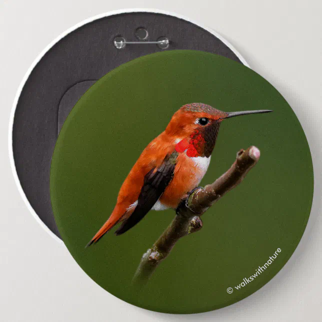 Stunning Rufous Hummingbird on Cherry Branch Button