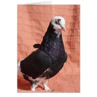 Pigeon Portrait
