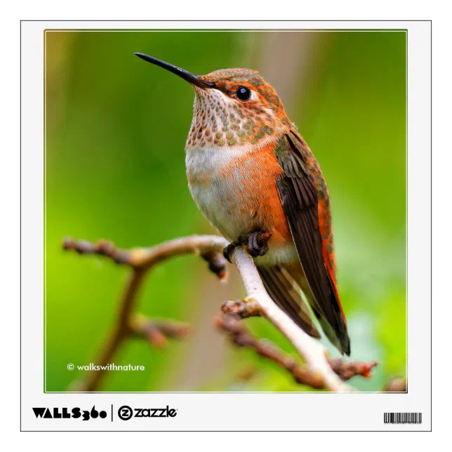 Female Rufous Hummingbird on the Plum Tree Wall Sticker