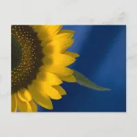 Sunflower on Blue Postcard