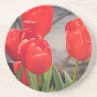 Tulips from last spring.  Dreaming of spring. Coaster