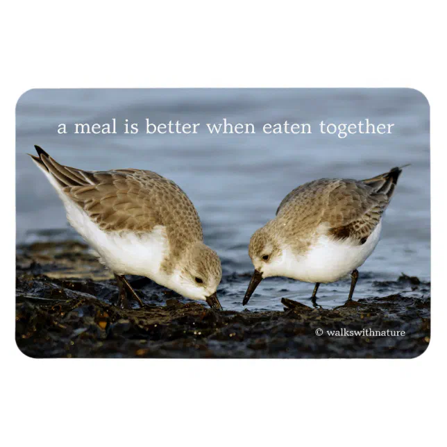 Cute Pair of Sanderlings Sandpipers Shares a Meal Magnet