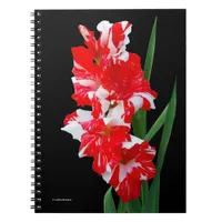 Stunning Red & White Gladiolus Sword Lilies Notebook