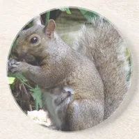Squirrel Sandstone Coaster