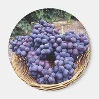 Royal Purple Grapes Magnet