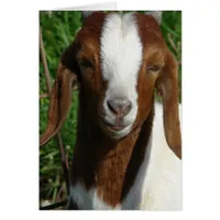Boer Goat