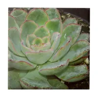 Succulent, Hen and Chicks Ceramic Tile