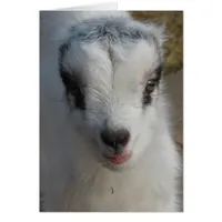 Cute Little Amigo