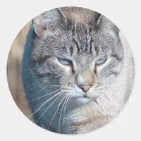 Cat Walk Classic Round Sticker
