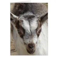 Mouse the Goat