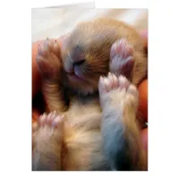 Baby Bunny In Hand