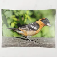 Closeup of a Handsome Black-Headed Grosbeak Trinket Tray