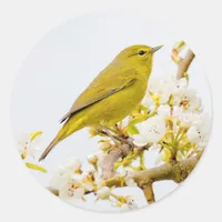 Orange-Crowned Warbler Amid the Cherry Blossoms Classic Round Sticker