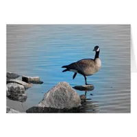 Canada Goose on Rocks