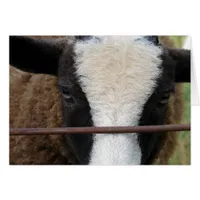 Lambchops