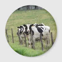 Dairy Cattle Magnet