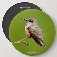Rufous Hummingbird Sitting in the California Lilac Button