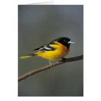 Oriole