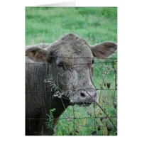 Grey Steer