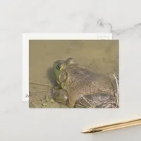 A Bullfrog in a pond Postcard