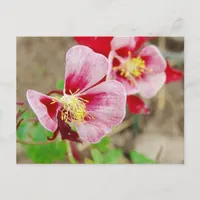 Pretty Flower 2 Postcard