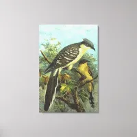 Great Spotted Cuckoo Birds Canvas Print