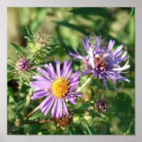 Purple Aster Square Poster