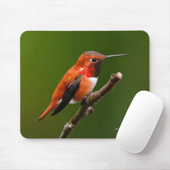 Stunning Rufous Hummingbird on the Cherry Tree Mouse Pad