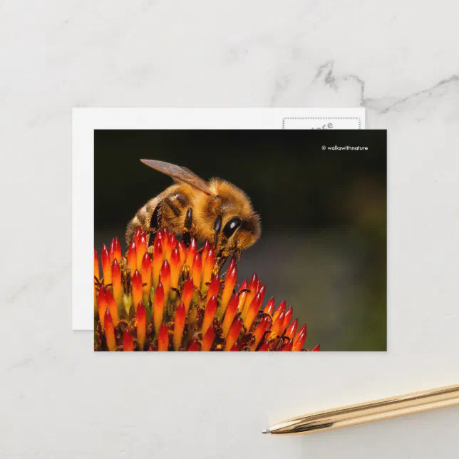 Beautiful Honeybee Pollinating a Coneflower Postcard