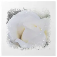 *~* Art White Macro Rose Floral AR8 Gallery Wrap