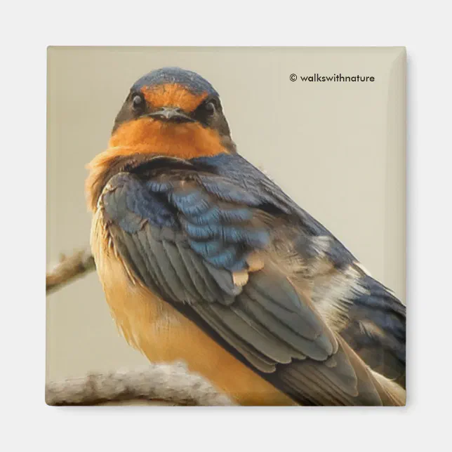 Trading Stares with a Barn Swallow Magnet