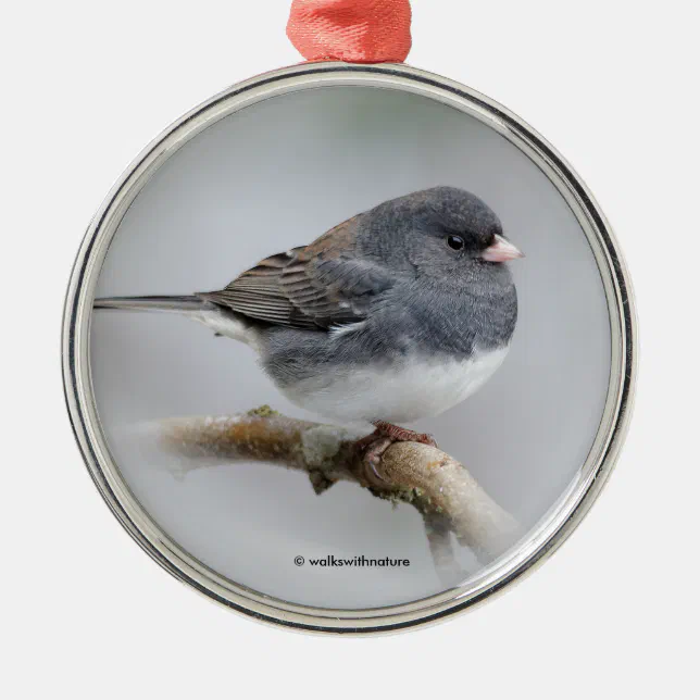 Slate-Colored Dark-Eyed Junco on the Pear Tree Metal Ornament