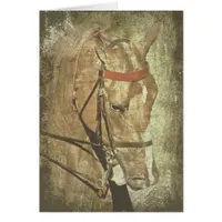 American Saddlebred