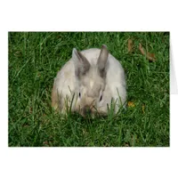 Cute Baby Lionhead Bunny All Occasions Greeting 