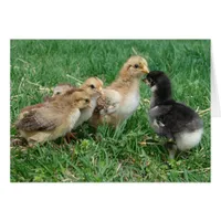 Chicks in the Grass
