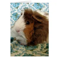 Guinea Pig on Vintage Blue Floral Fabric