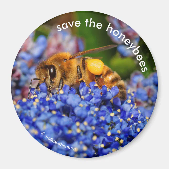 Save the Honeybees Pollinating California Lilac Magnet