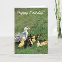 Muscovy Hen With Ducklings, Happy Birthday! Card
